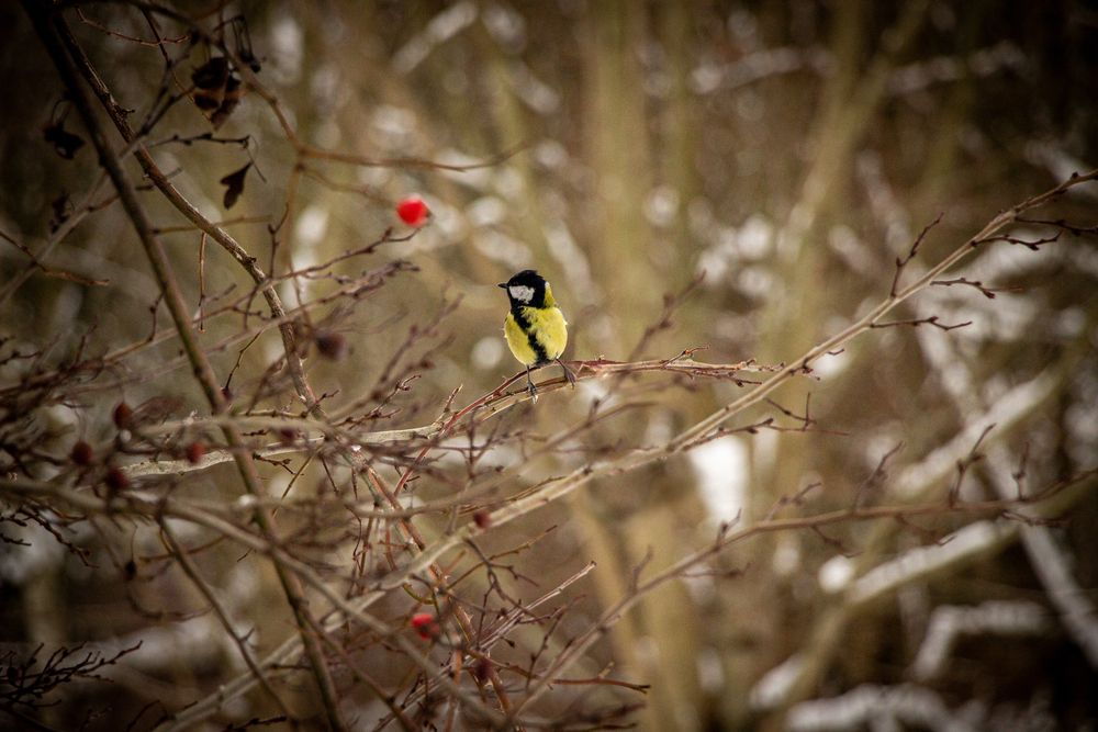 Photograph by ilona SOLUSHKO
