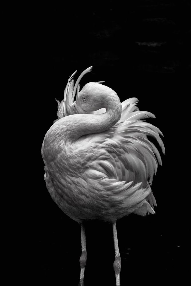 Photograph by Iwamoto Reina
