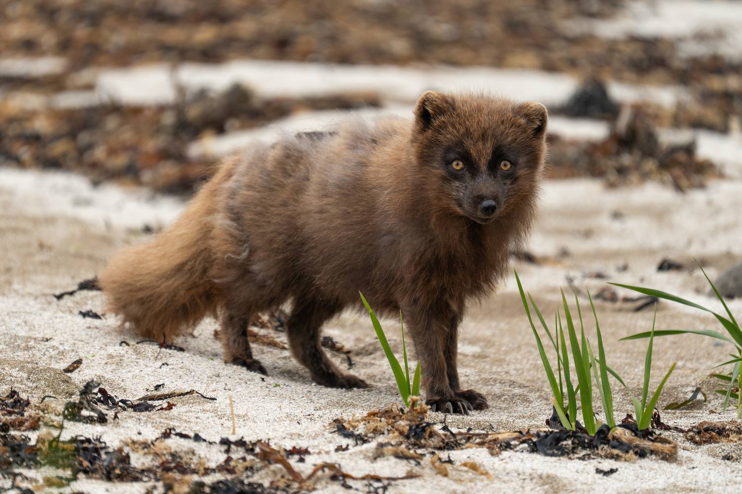 Ещё увидимся?