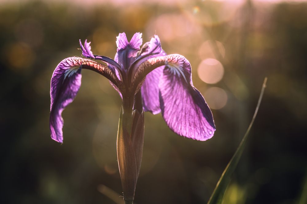 Photograph by Оксана О.