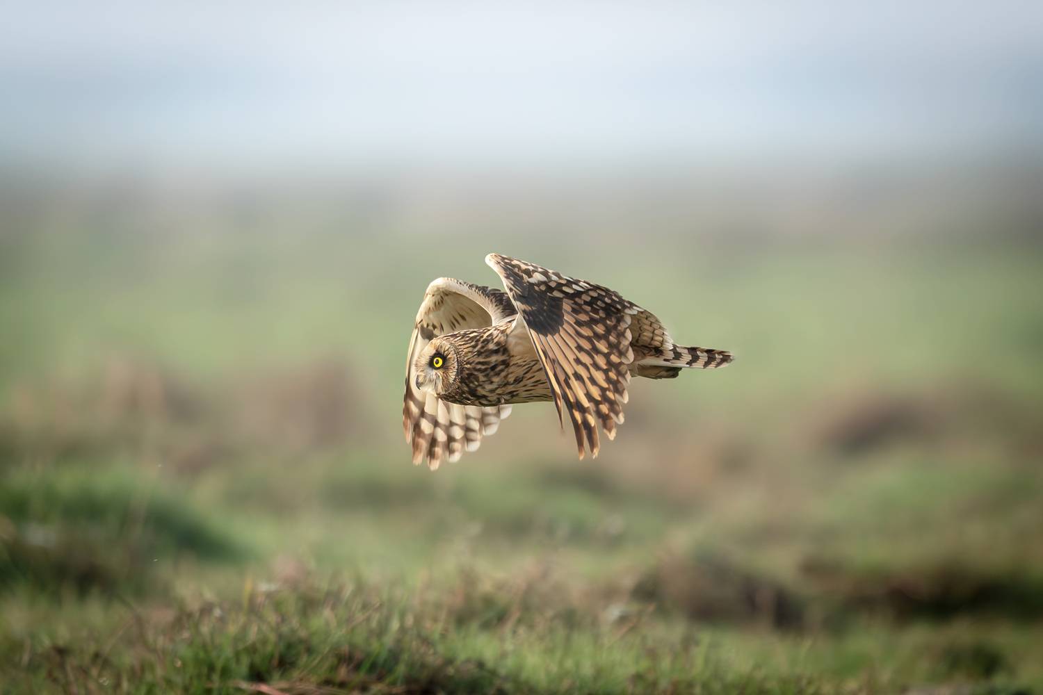 Short eared Owl