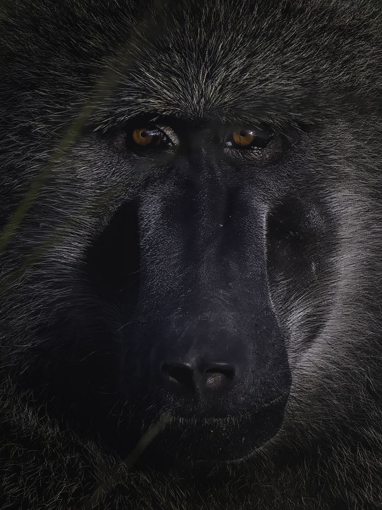 Фотография автора Anand Kumar