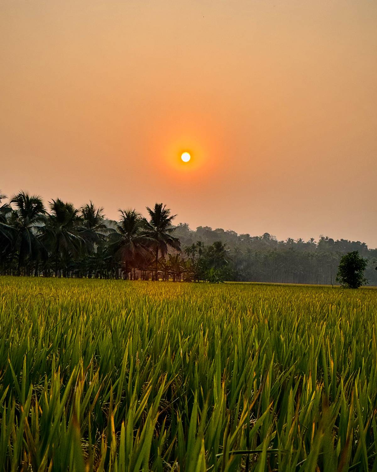 Golden Evening in the Fields Golden Evening in the Fields