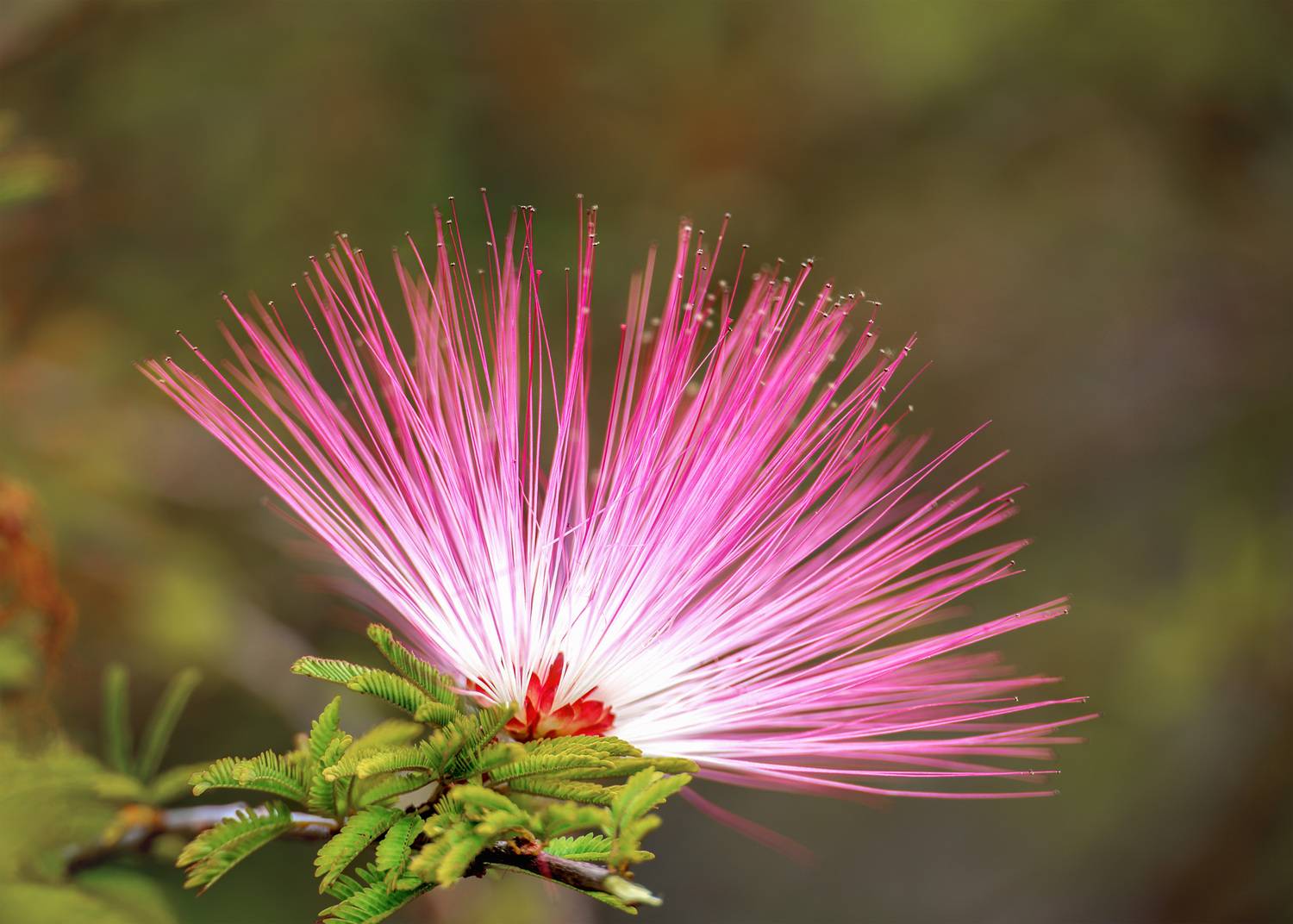 Silky Radiance Silky Radiance