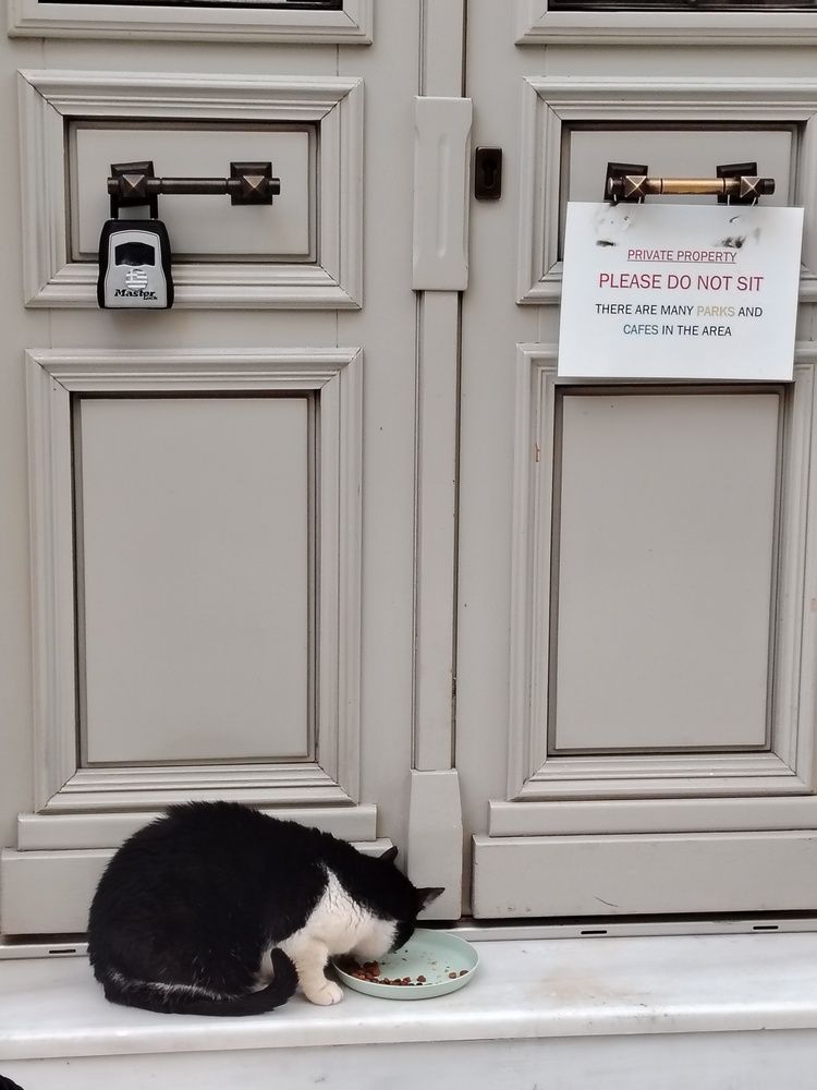 cats only