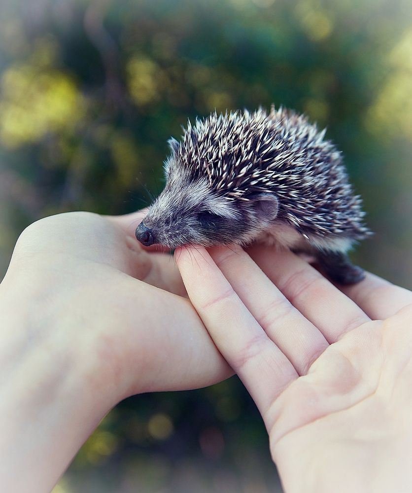 Первое знакомство