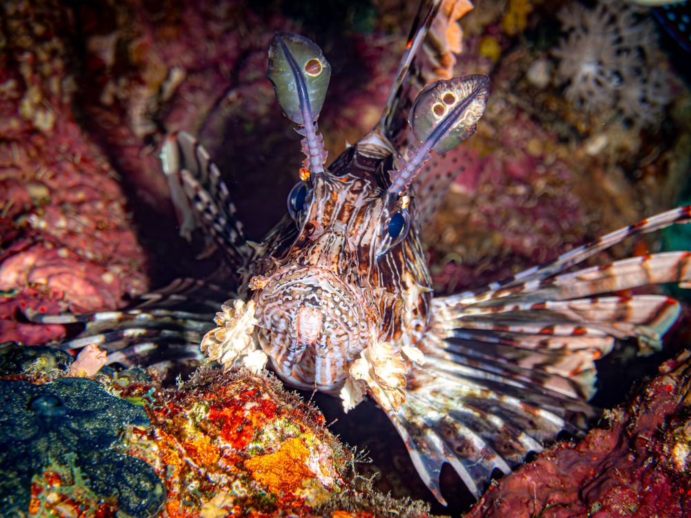 Photograph by Plakida Alexander