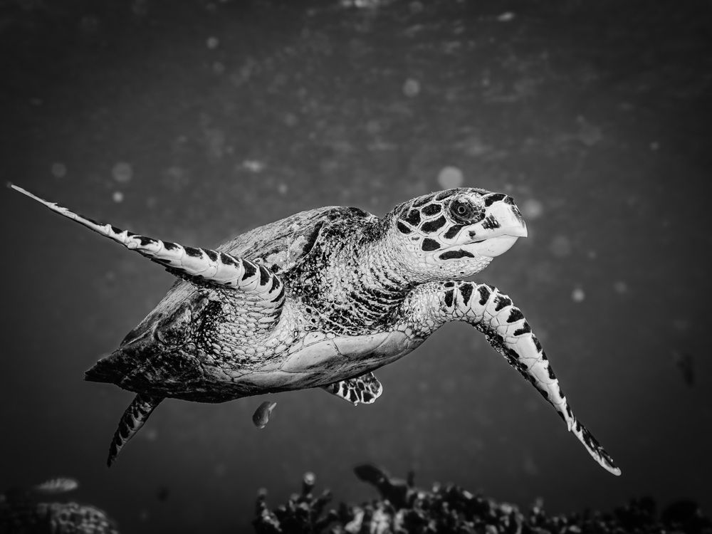 Photograph by Plakida Alexander