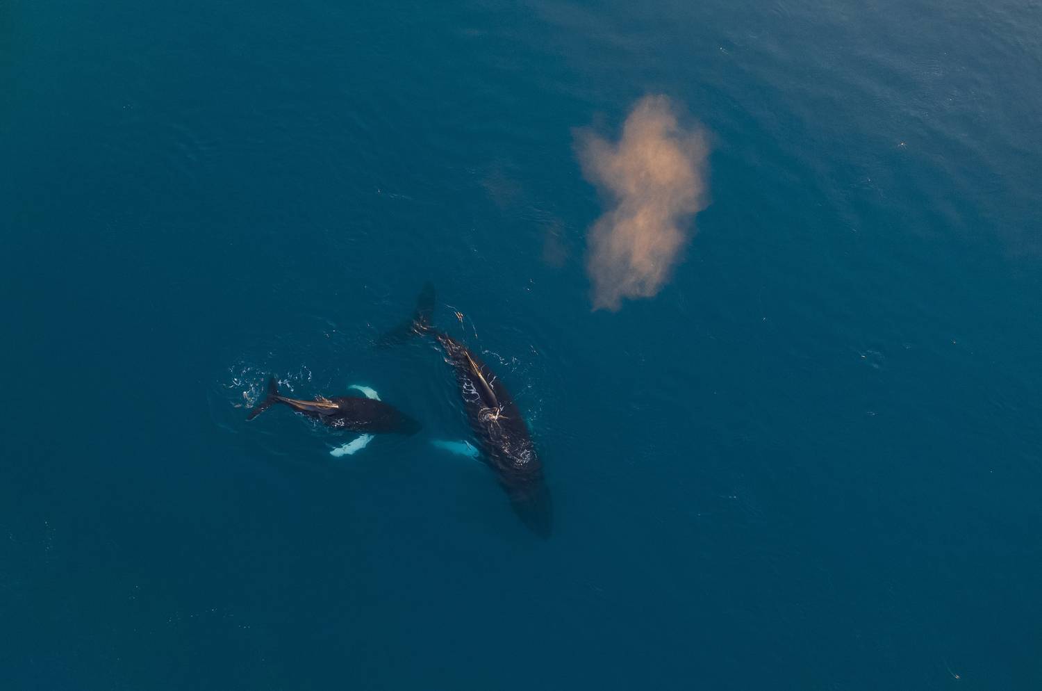 Фотография #13324350