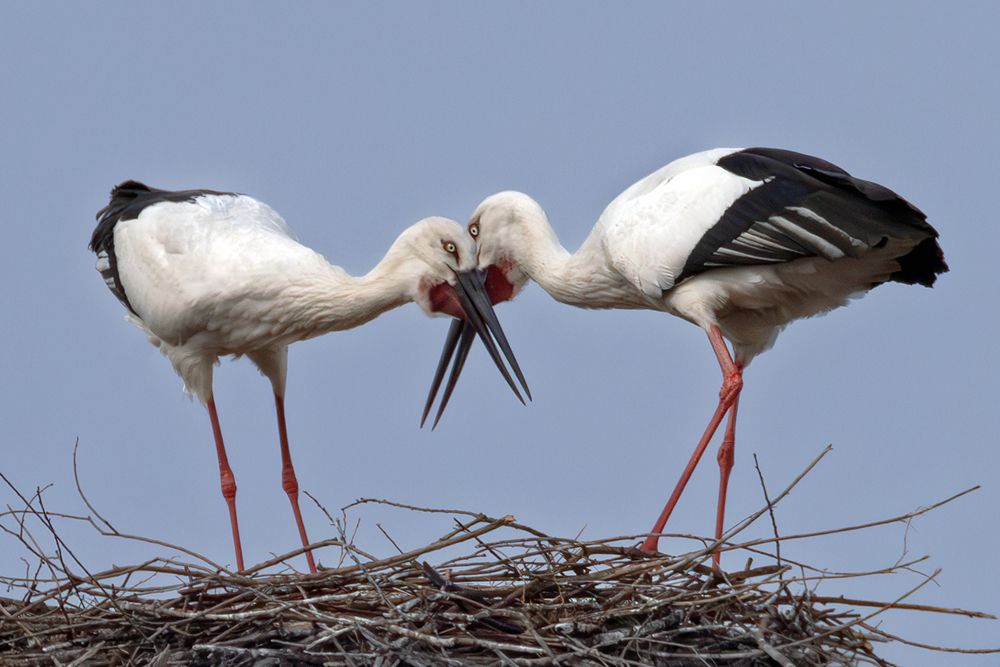 В тебе моё сердце