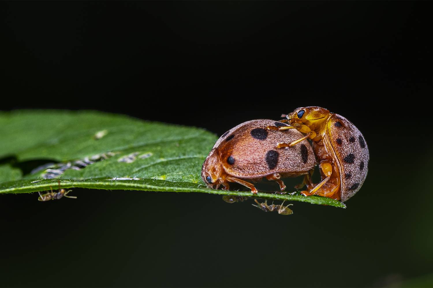Mating and Eating Mating and Eating