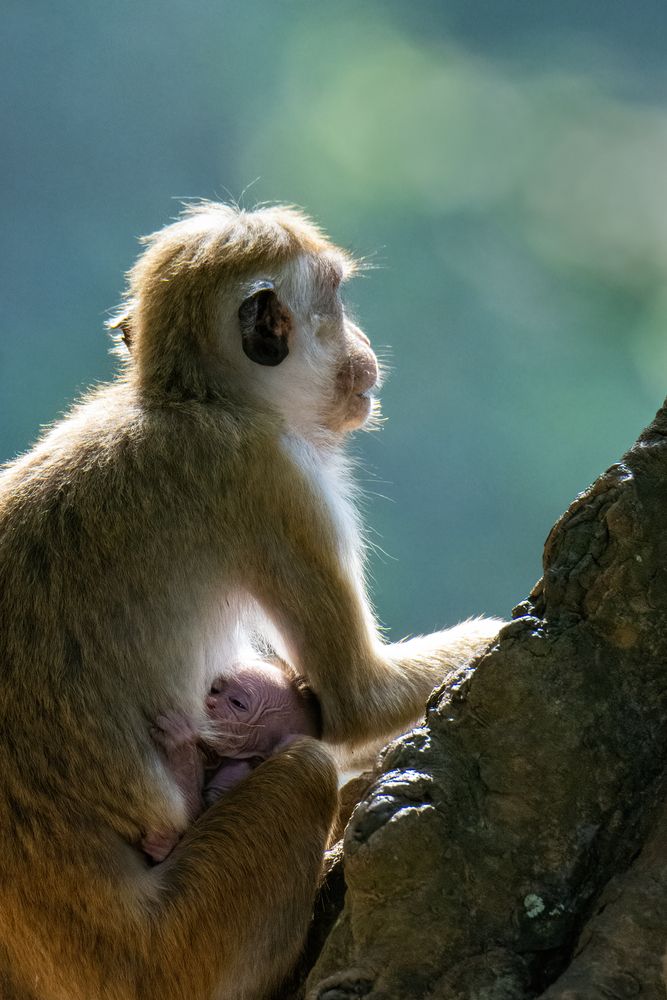 Photograph by Shehan Dondeenu