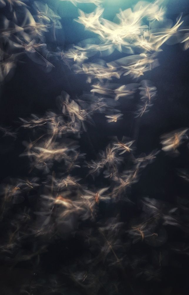 Photograph by Shehan Dondeenu