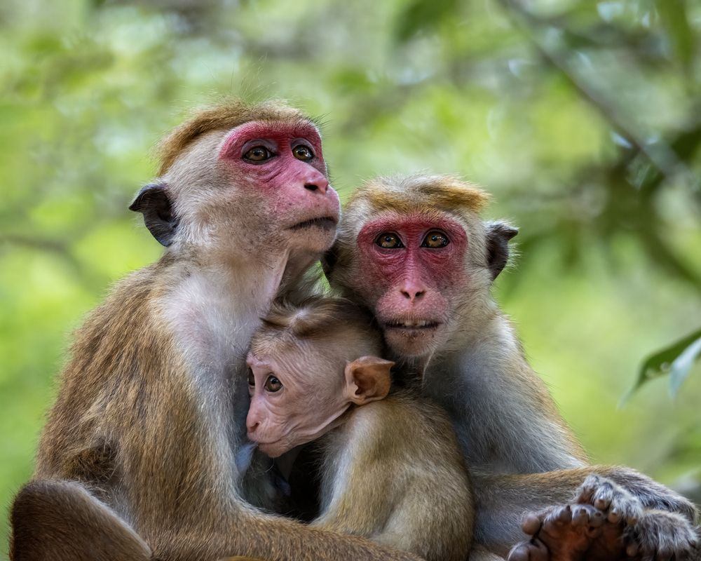 Photograph by Shehan Dondeenu