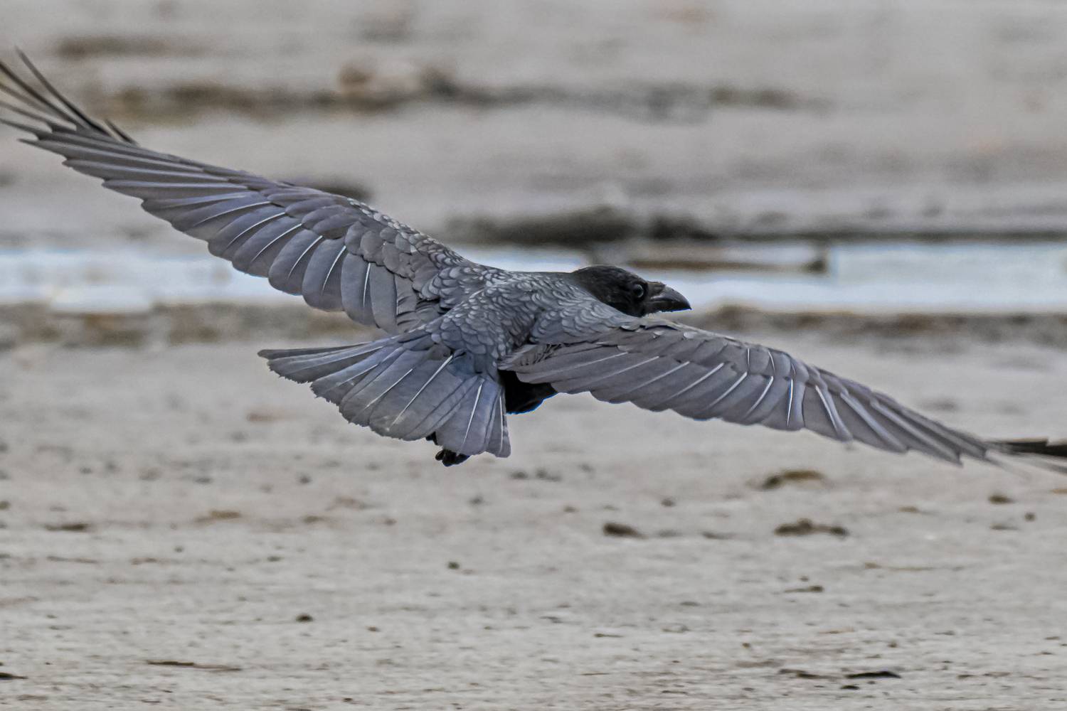 Фотография #13325298