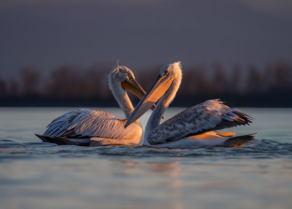 Photograph by Дорн Оксана