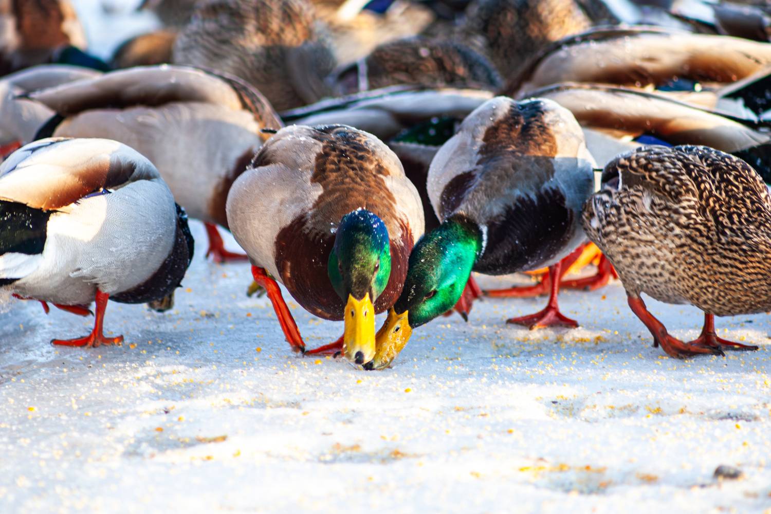 Фотография #13325730