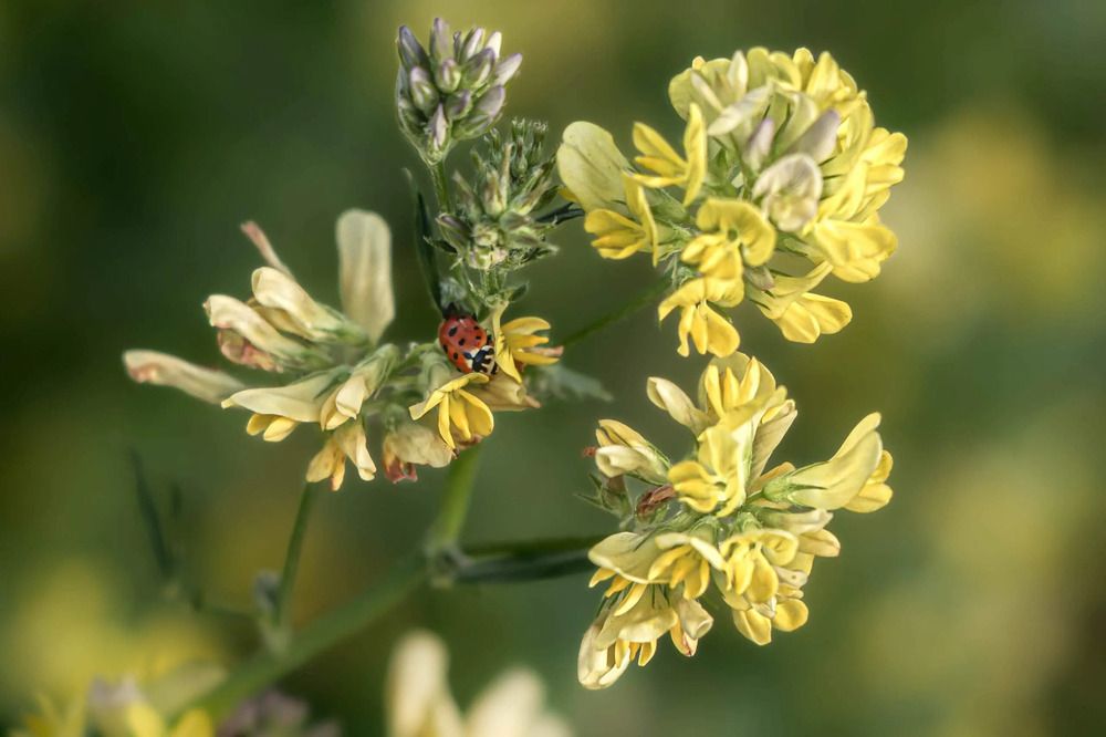 Photograph by Юрий Десятов