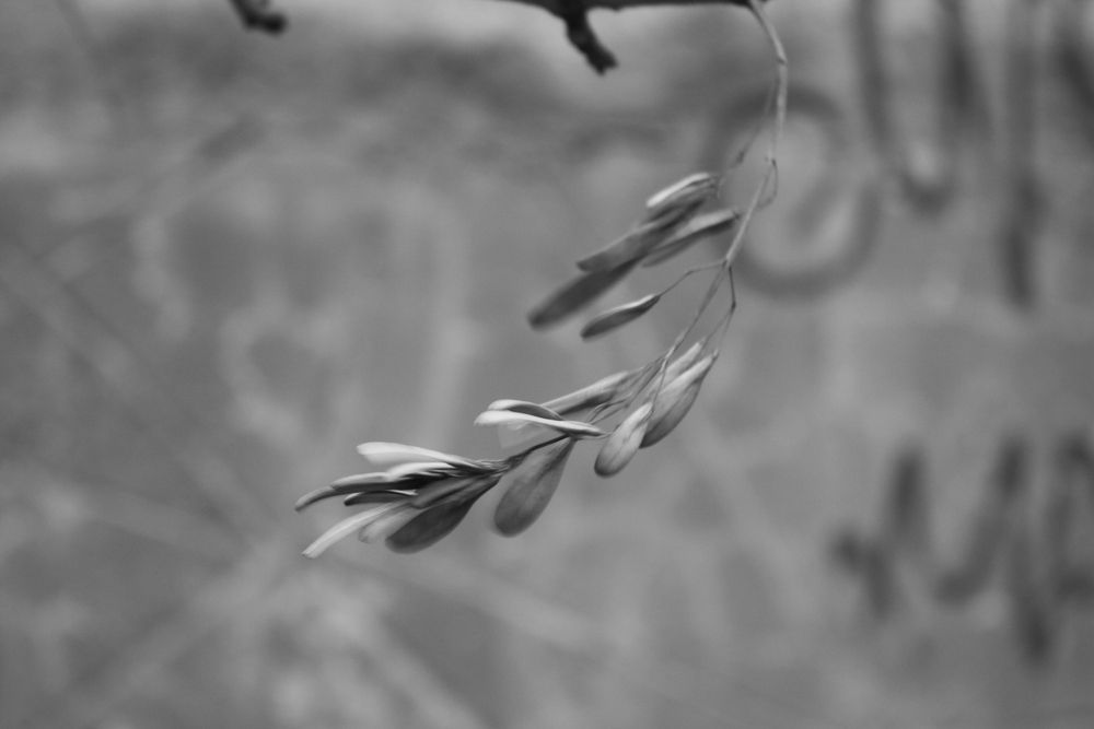 Photograph by Dreamia Dreamia