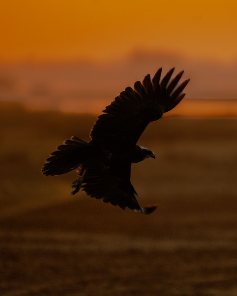 Golden hour\'s Silent hunter