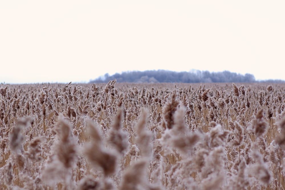 Photograph by Анна Кокина