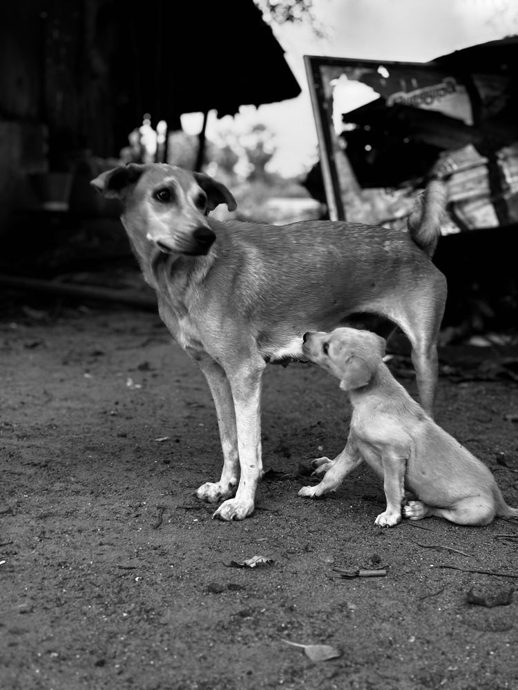 Photograph by K.AKILA NIDUSH