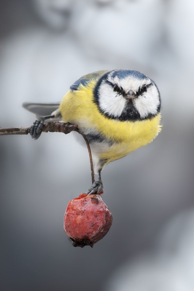 Photograph by Полина Шальнева