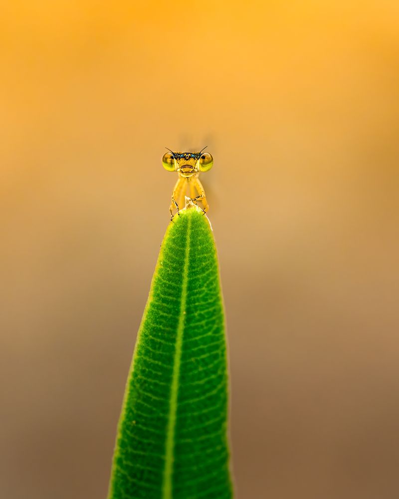 Фотография автора Hassane Rafik
