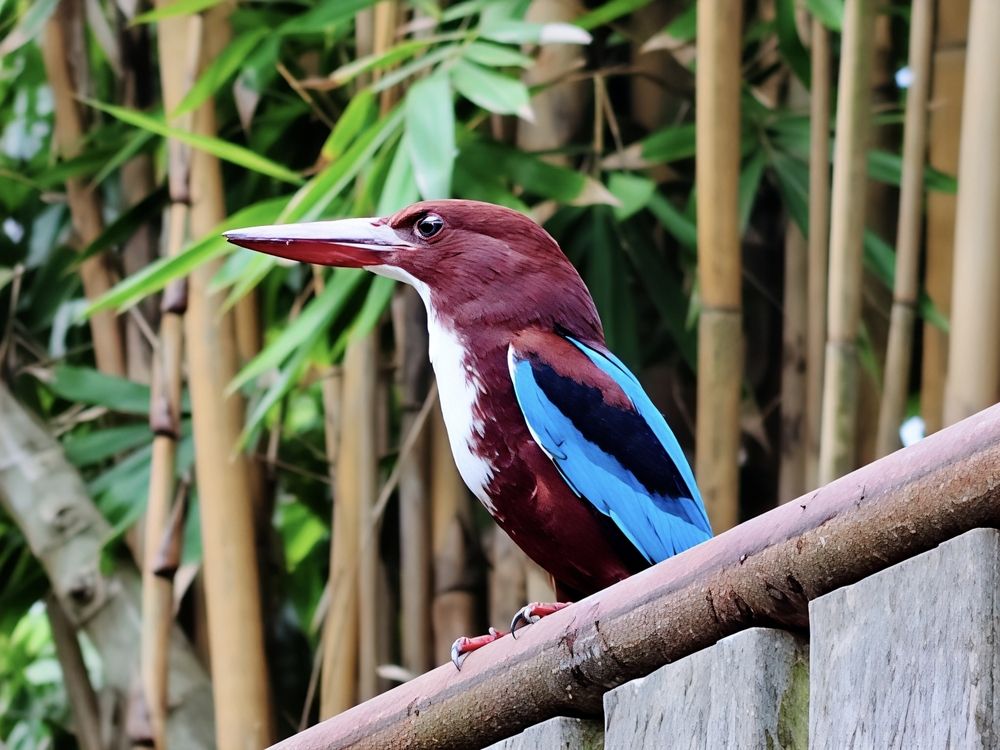 Photograph by udaya kalyanapriya