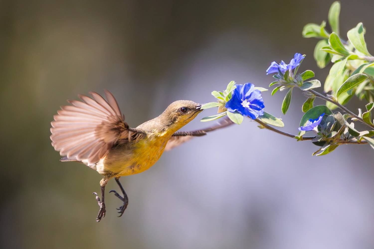 Purple Sunbird Female