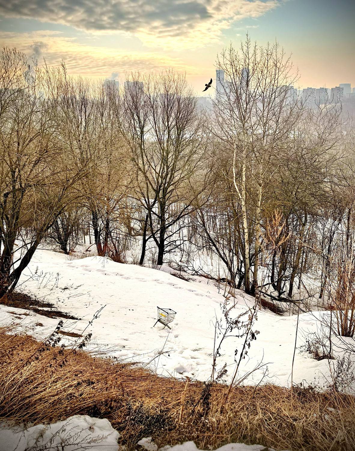 Photo #13326891