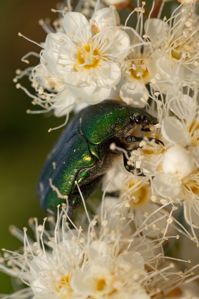Photograph by Ольга Альт