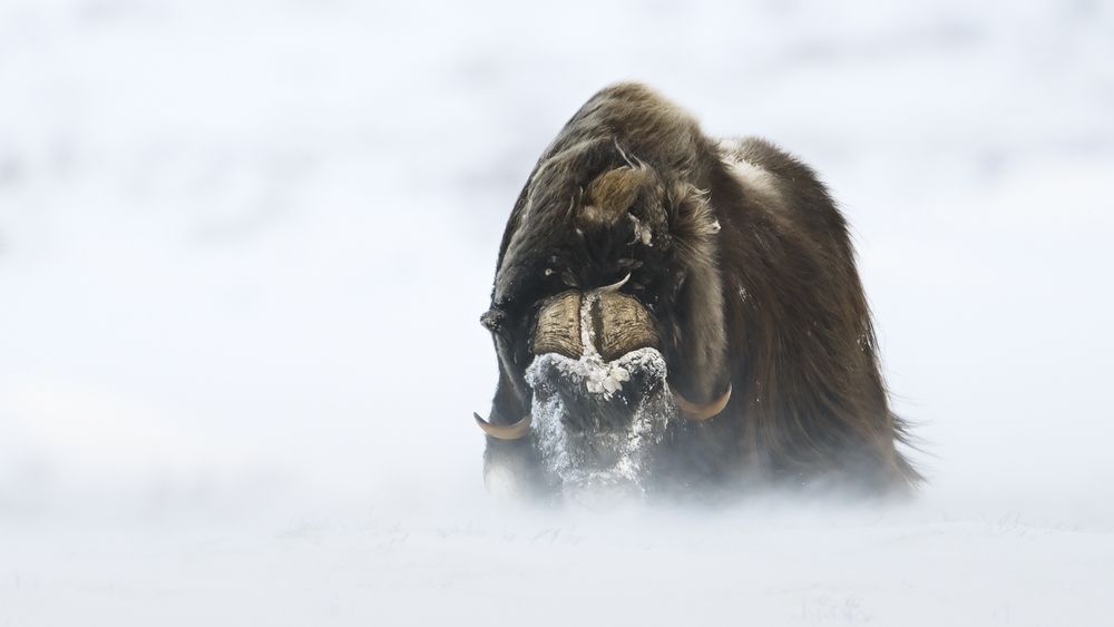 Photograph by Nicolas Cao