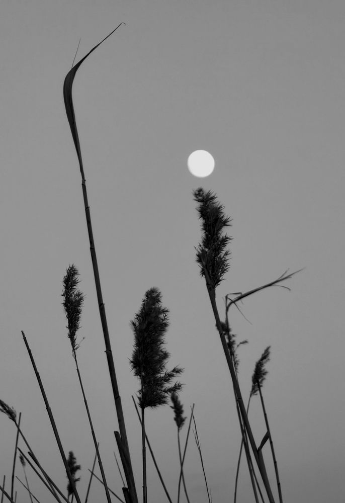 Photograph by Ульяна Кузьмина