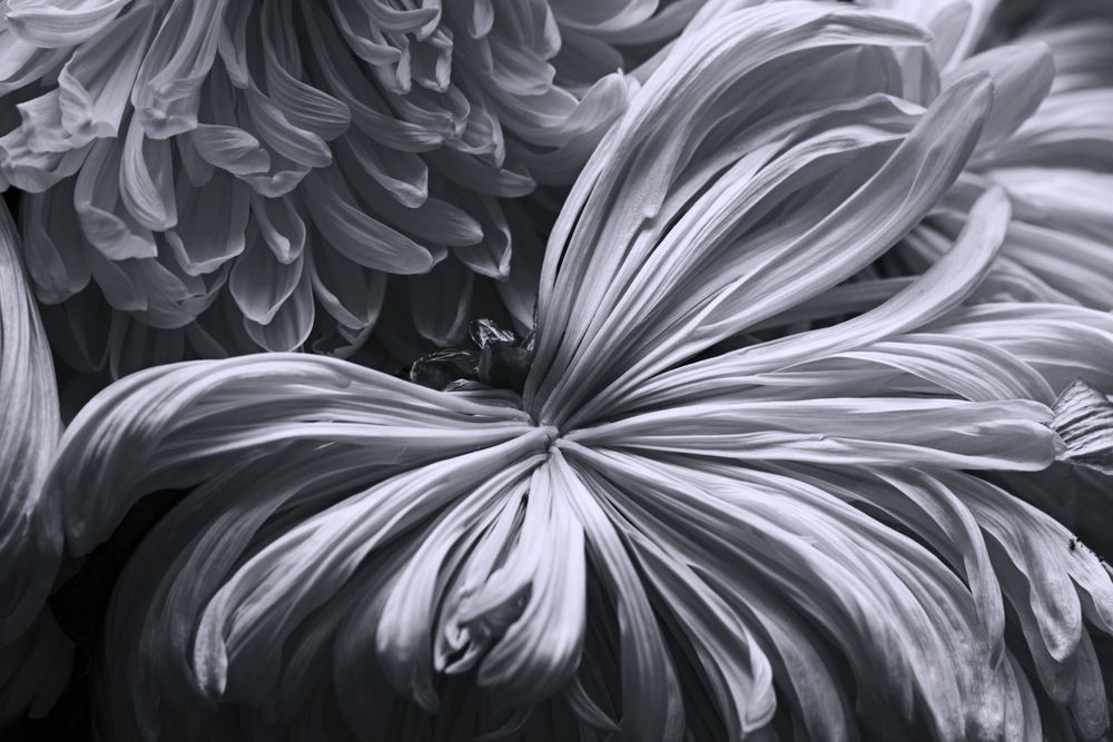 Хризантема в чёрно-белом
