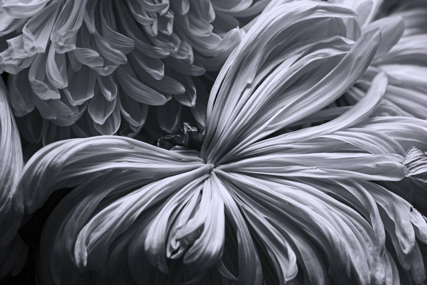 Хризантема в чёрно-белом