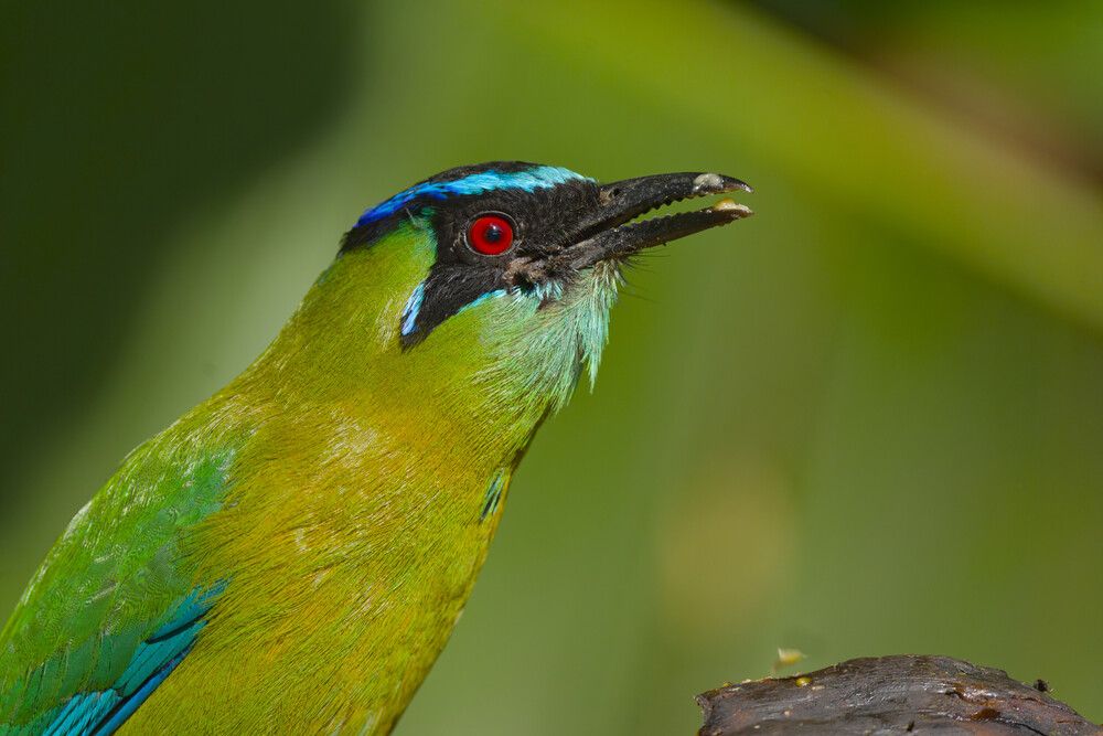 Photograph by Armin Brockner