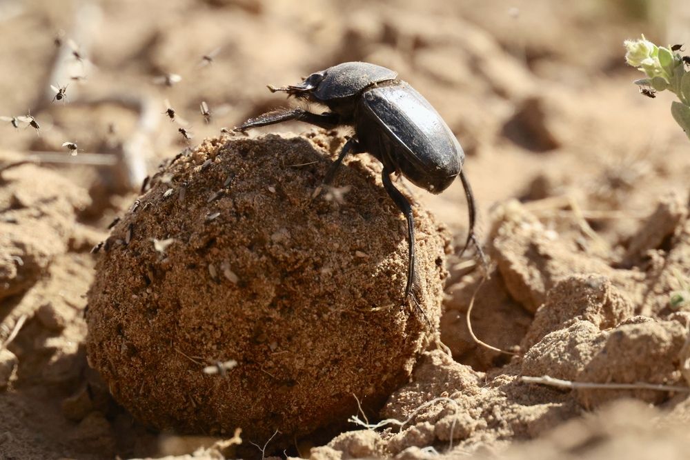 Фотография автора Леонид Голубков