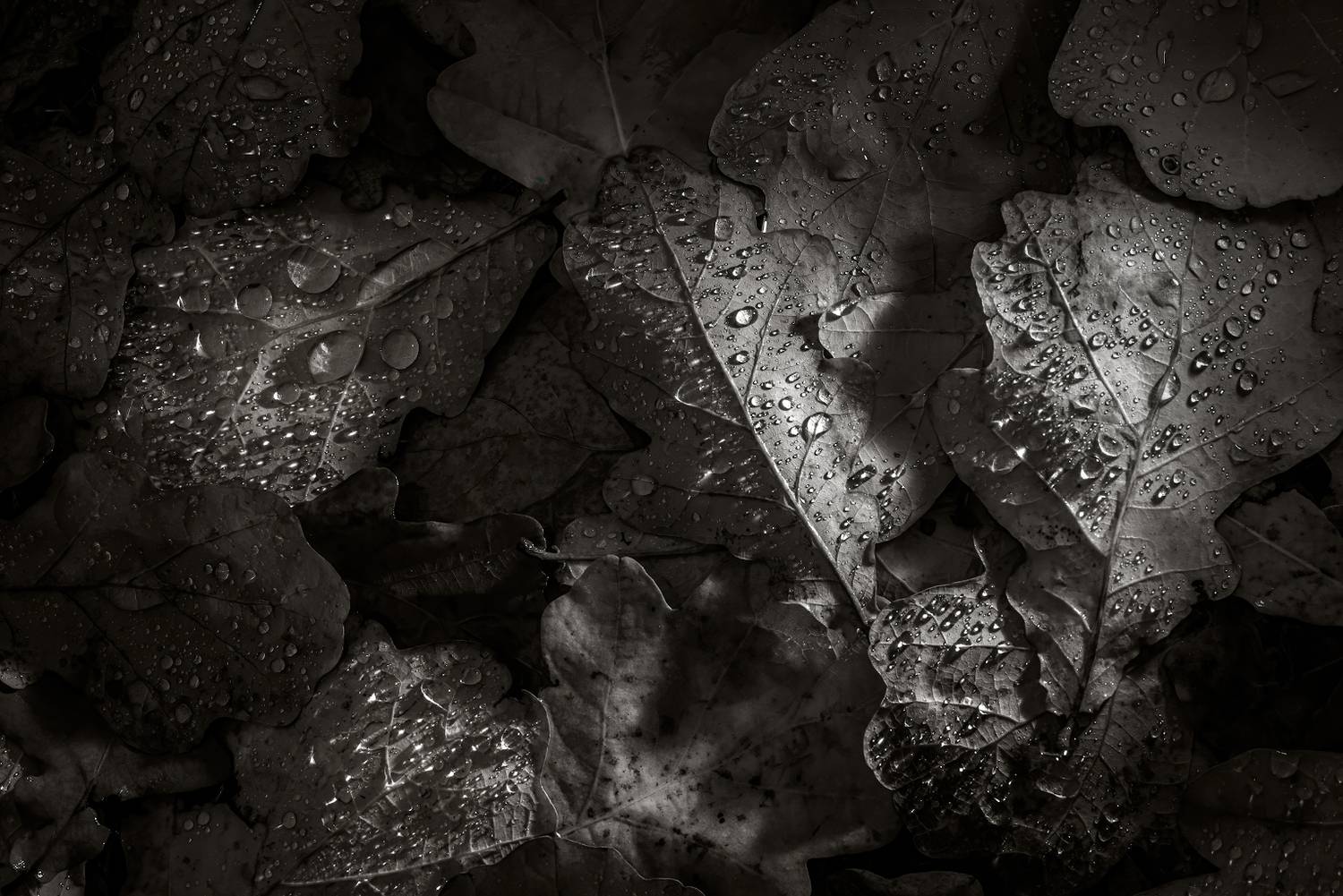 Фотография #13327880