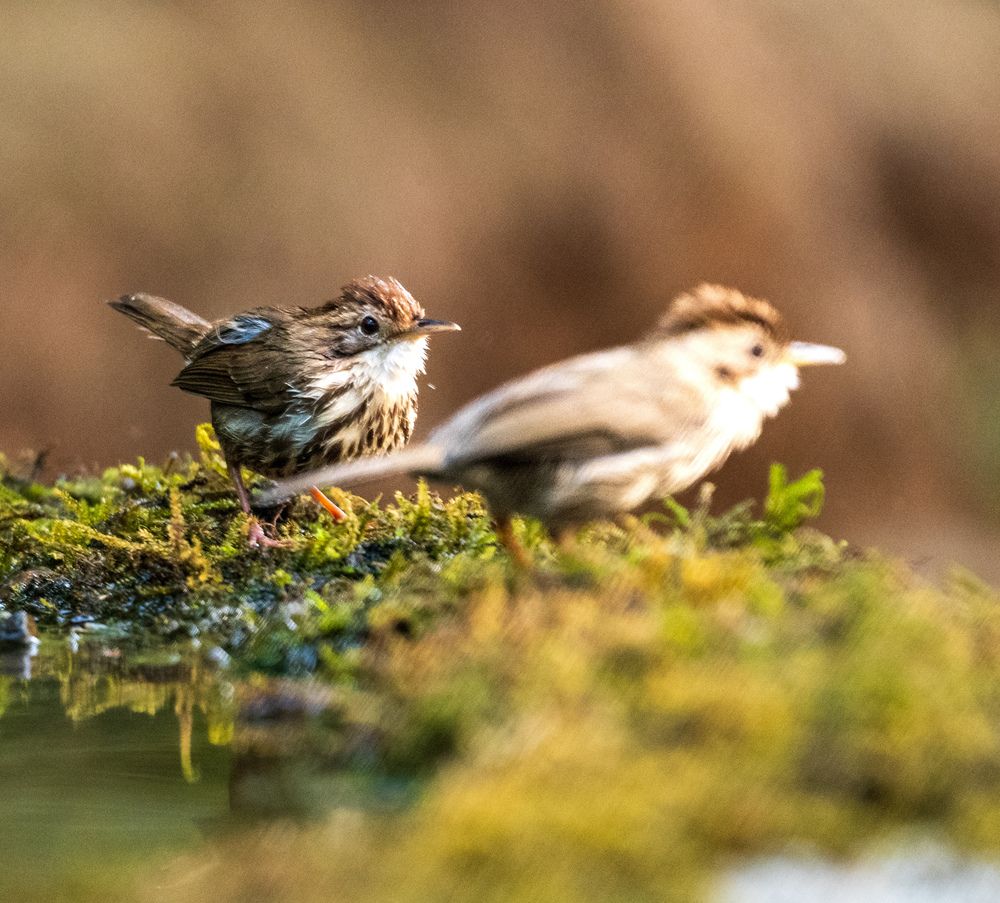 Photograph by Ayan Bhattacharya