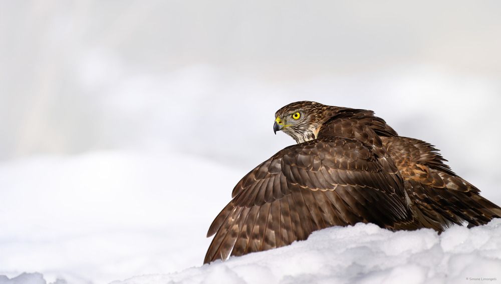Goshawk in snow