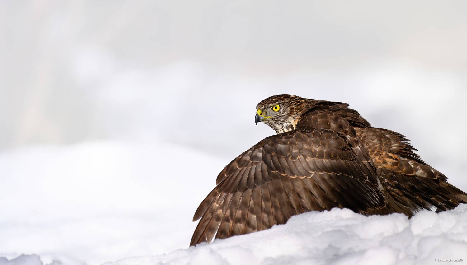 Goshawk in snow Goshawk in snow