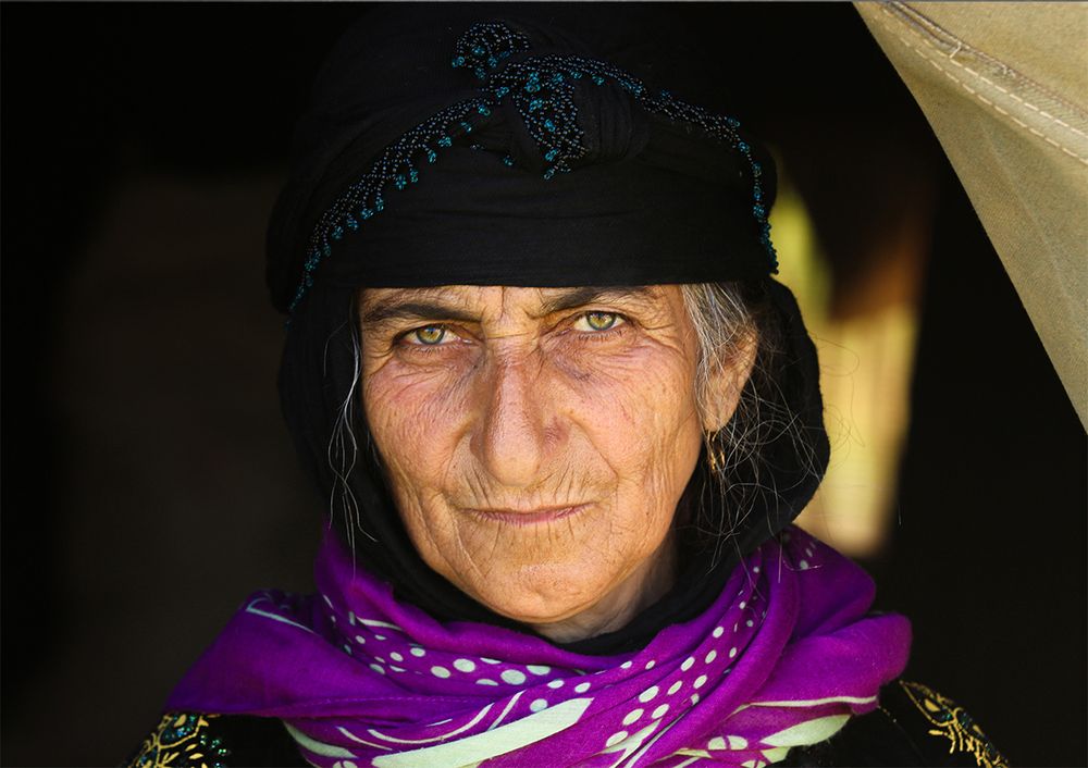 Kurd lioness