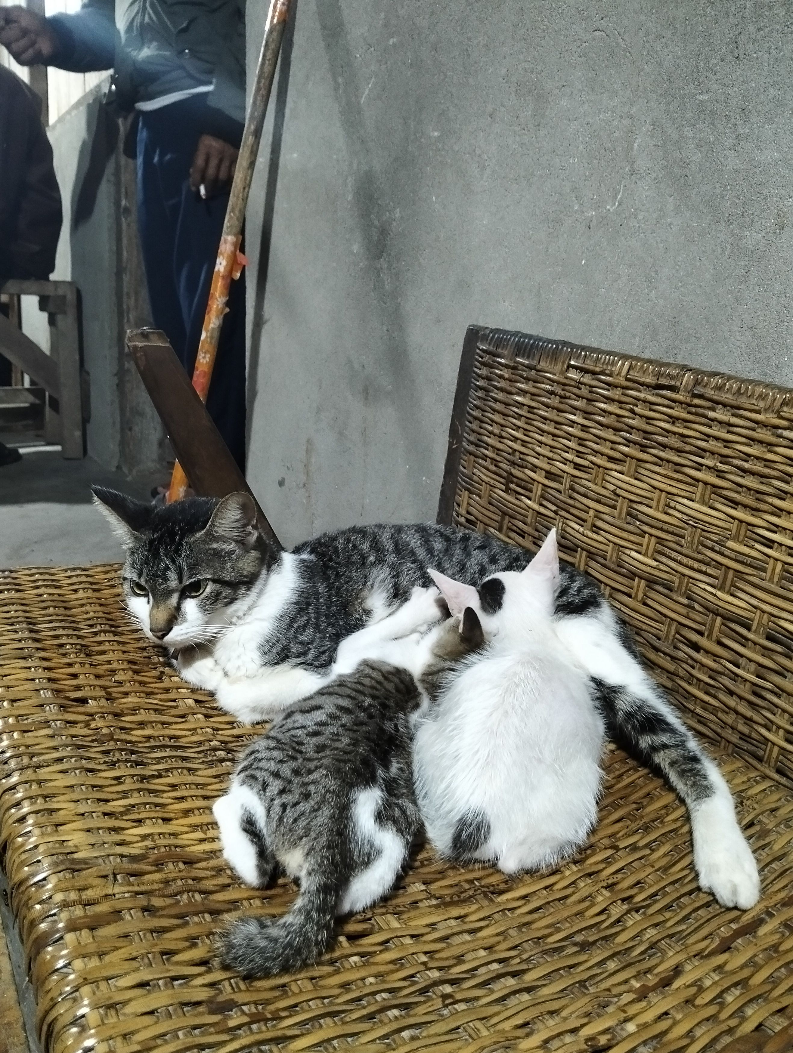 A Mother Cat with Two Baby milky.