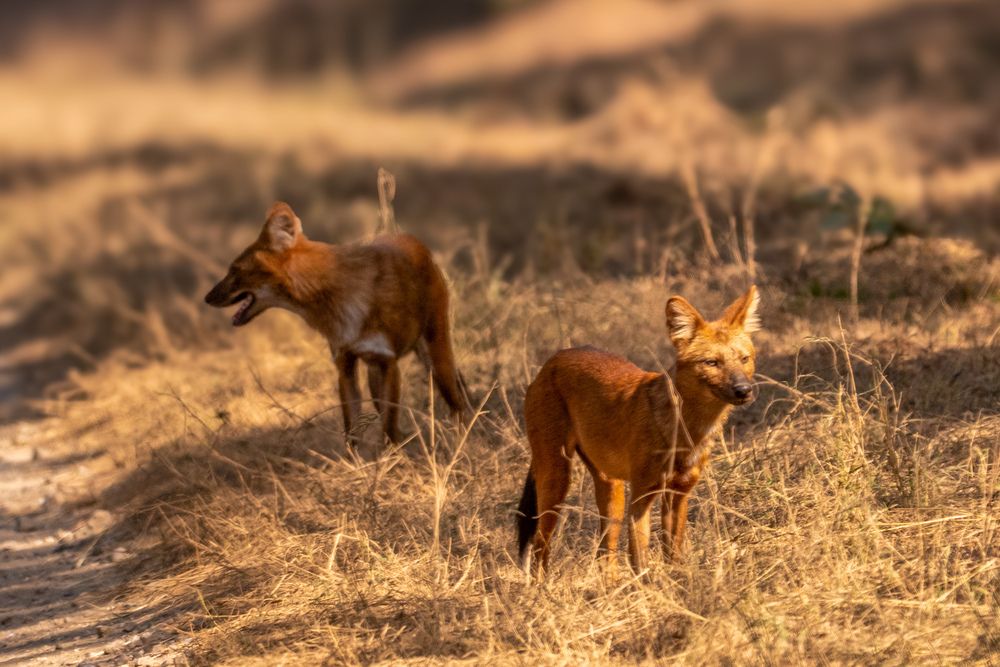 Photograph by Ayan Bhattacharya