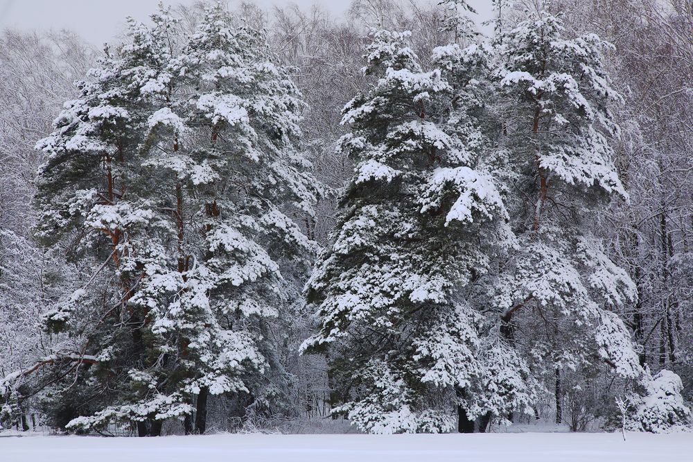 Photograph by Николай Протасеня