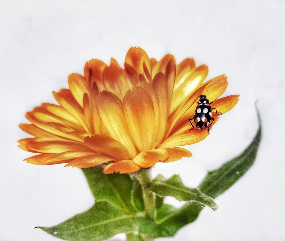 Photograph by Roberto Hagemann