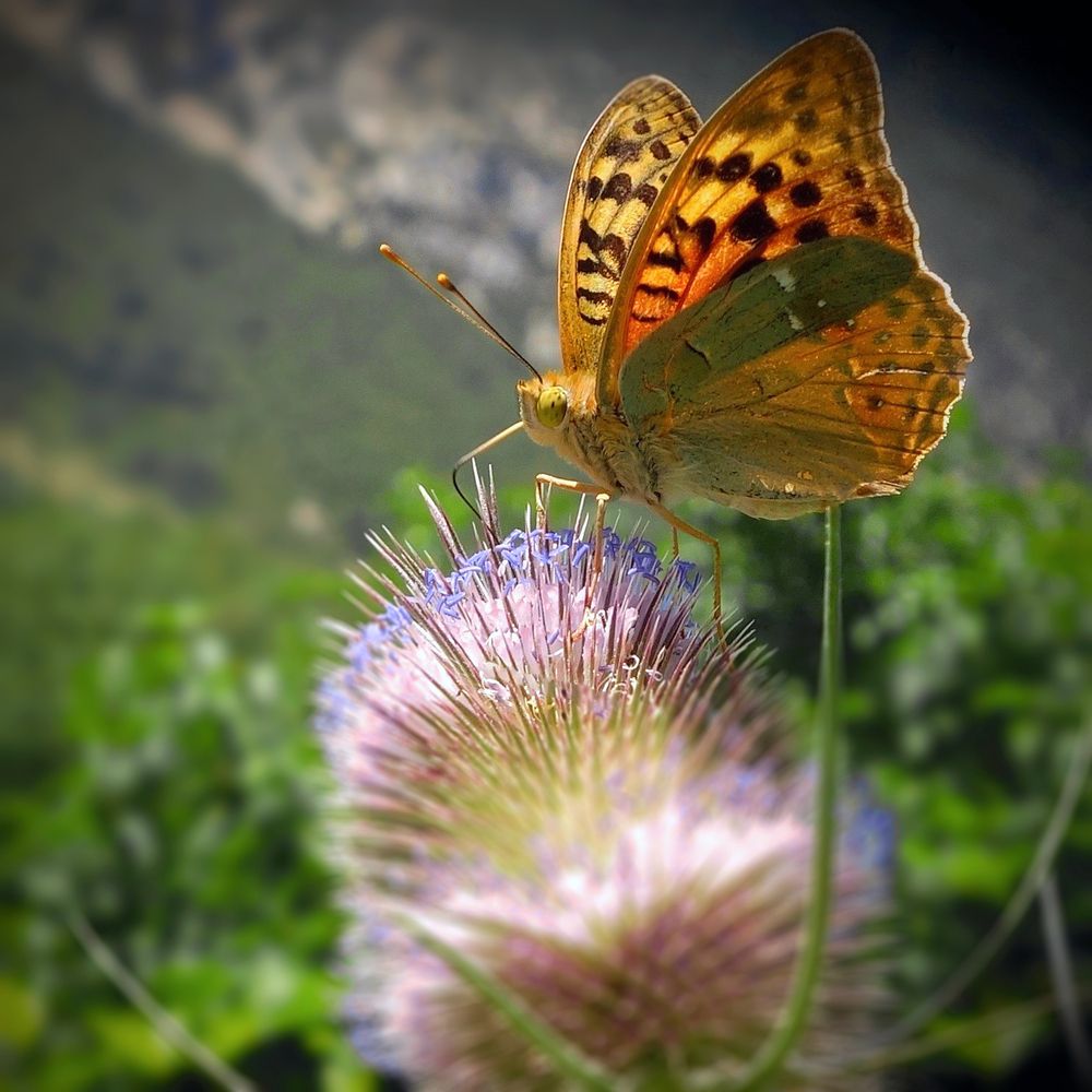 Biodiversidad en flor I