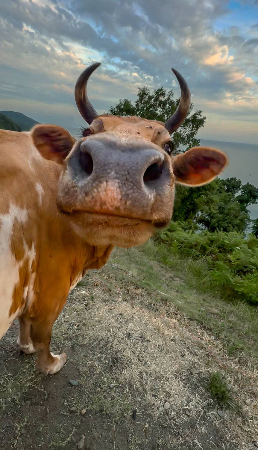 Горная коровка