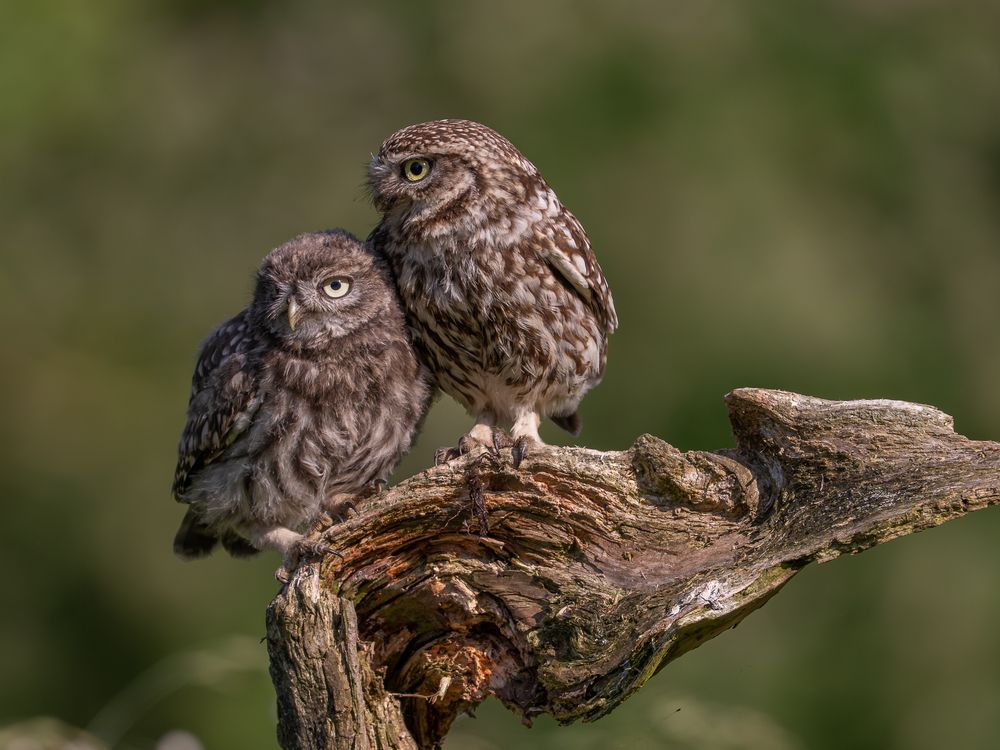 Photograph by Дорн Оксана